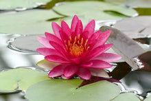 Water Lily Plant - Full-Grown Nymphaea 'Attraction' for Ponds and Water Gardens - Easy Aquatic Plant