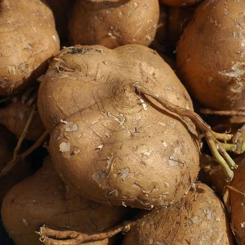 True Jicama Seeds 2025 - Mexican Yam Bean Root Pachyrhizus erosus for Home Gardens