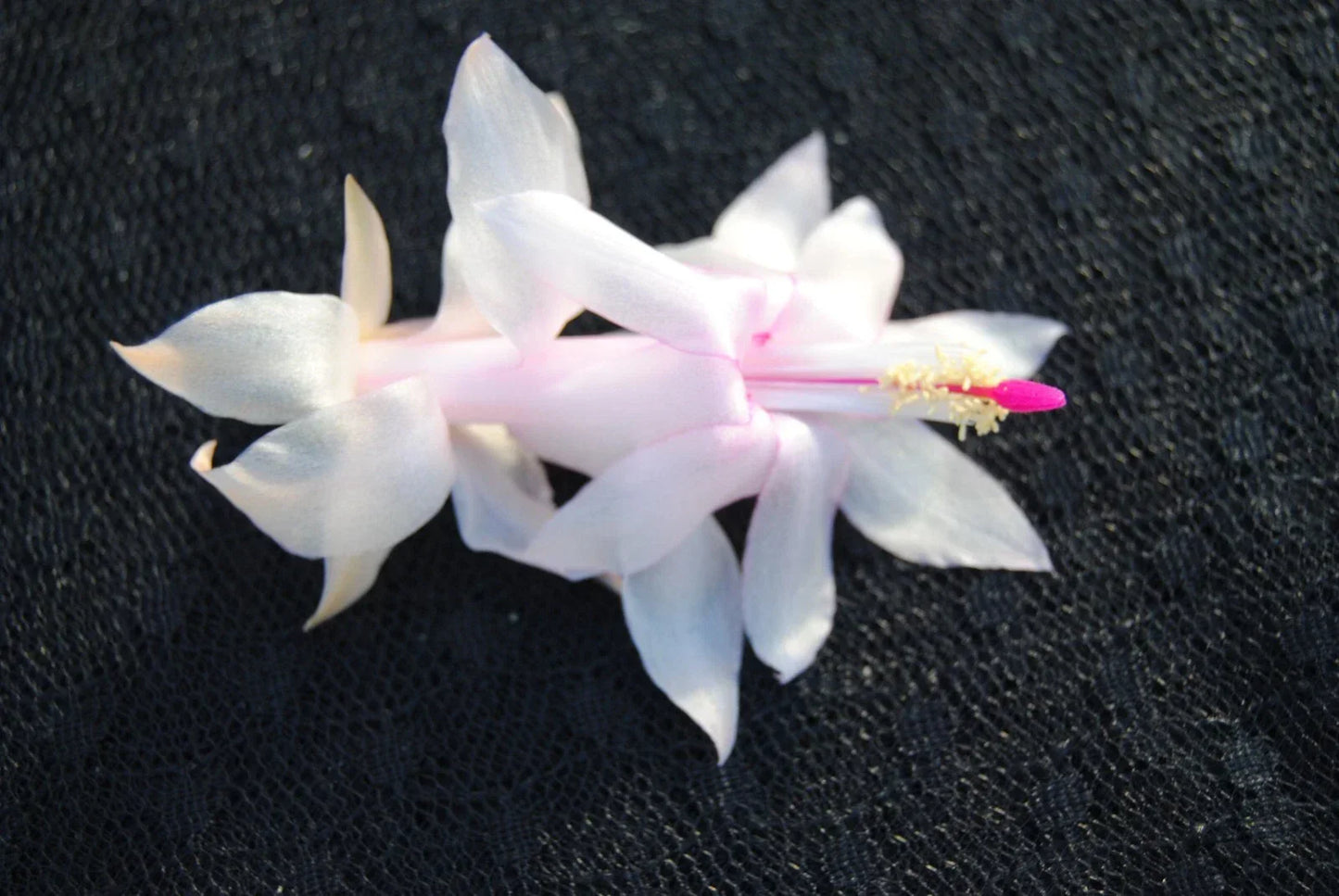 Christmas Cactus Starter Plant - Small Healthy Well-Rooted Schlumbergera Truncata