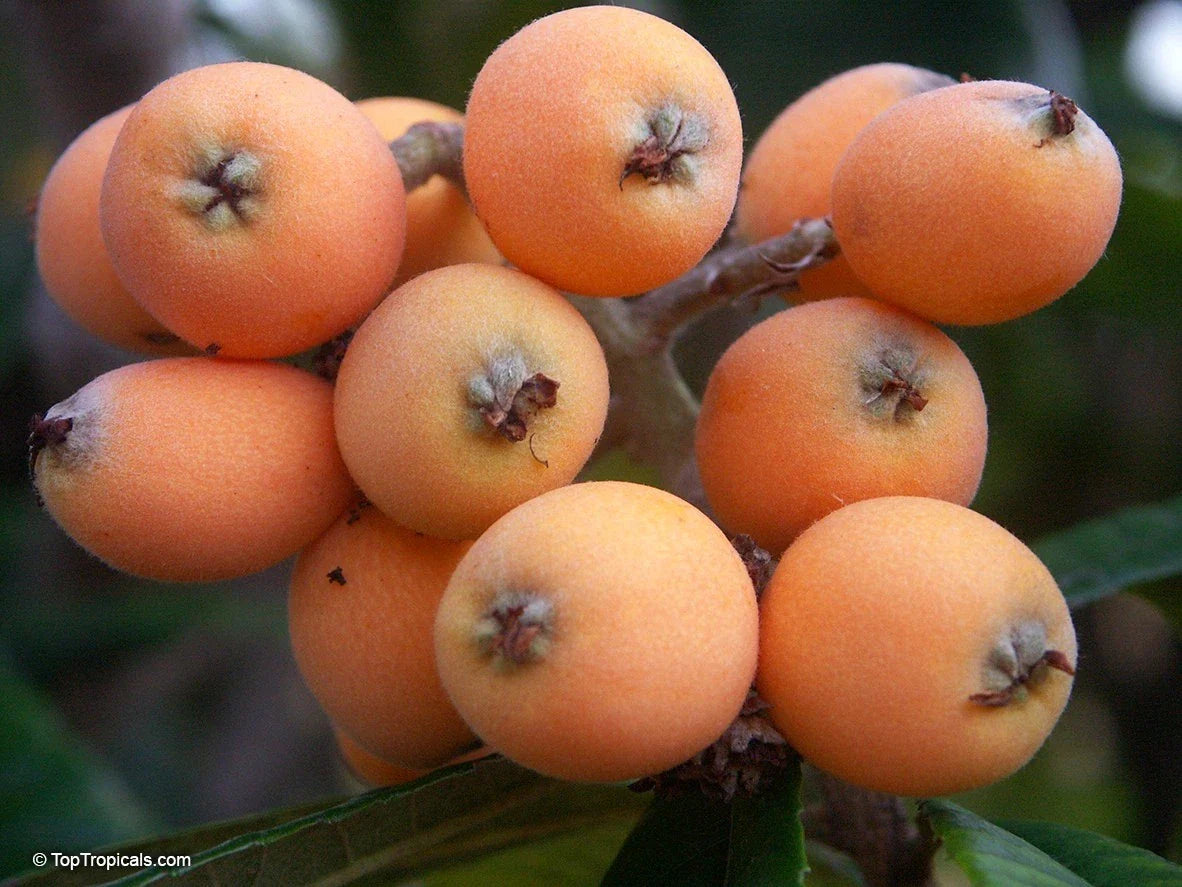 Large Airlayed Early Red Loquat Tree 12" Rooted Eriobotrya japonica, Drought-Tolerant, Evergreen, Fruit Tree for Garden or Container