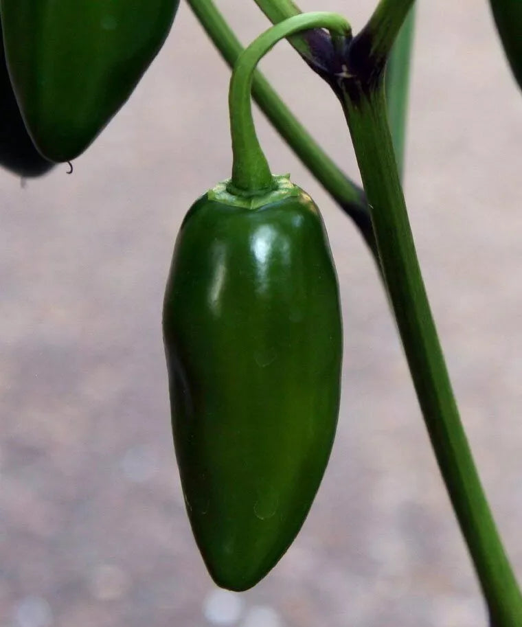 Early Jalapeno Pepper Seeds - 50+ Capsicum annuum Hot Spicy Vegetable Garden Plant for Mexican Cuisine