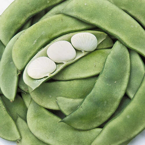 Bean Seeds 20 Pack Henderson Dwarf Baby Lima Non-GMO Vegetable Seeds for Container Gardening