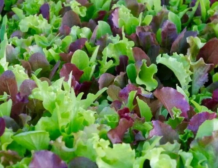 Mesclun Mix Seeds - 500 Lettuce, Kale & Tatsoi, Organic Garden Greens, Brassica rapa & Lactuca sativa