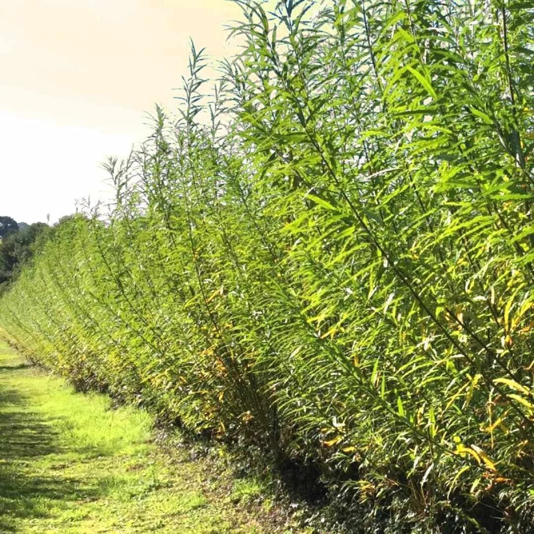 Austree Hybrid Willow Cuttings - 25 Fast Growing Privacy Trees for Hedges - Salix × sepulcralis