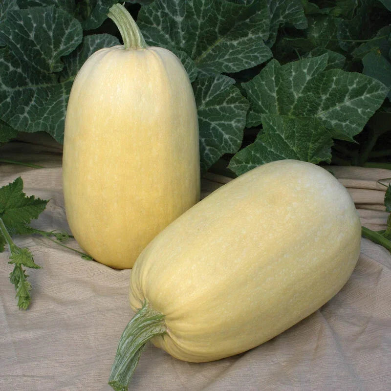 Tivoli Winter Squash Seeds – Organic Cucurbita pepo, Vining, Non-GMO, Heirloom, for Home Gardening & Cooking