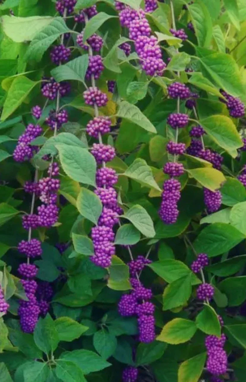 American Beauty Berry Bush Cuttings - 5+ Live Fresh Propagation Cuttings - Callicarpa americana