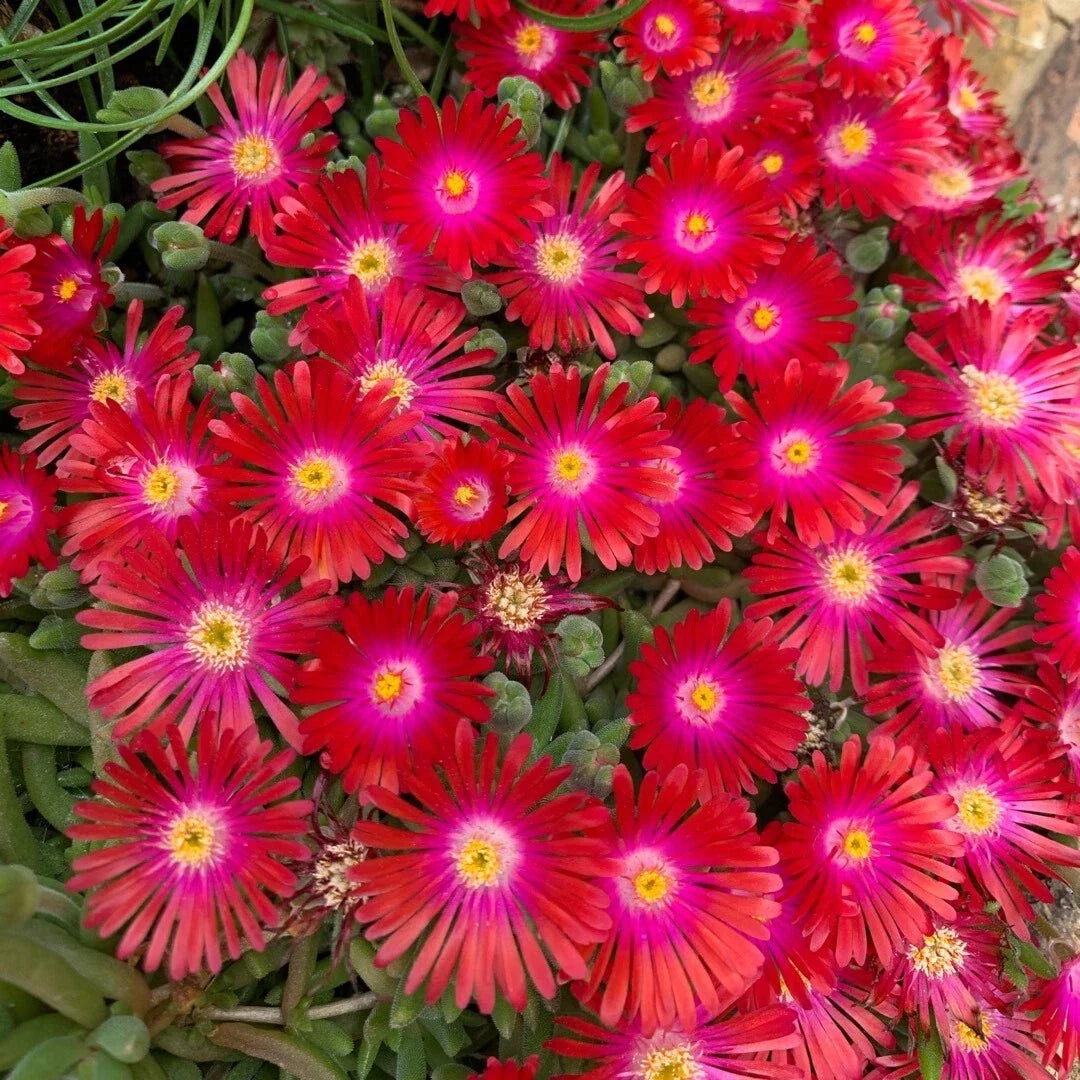 Delosperma ‘Jewel of Desert Garnet’ Ice Plant – Drought-Tolerant Succulent Groundcover, Cold-Hardy Perennial Bareroot Plant