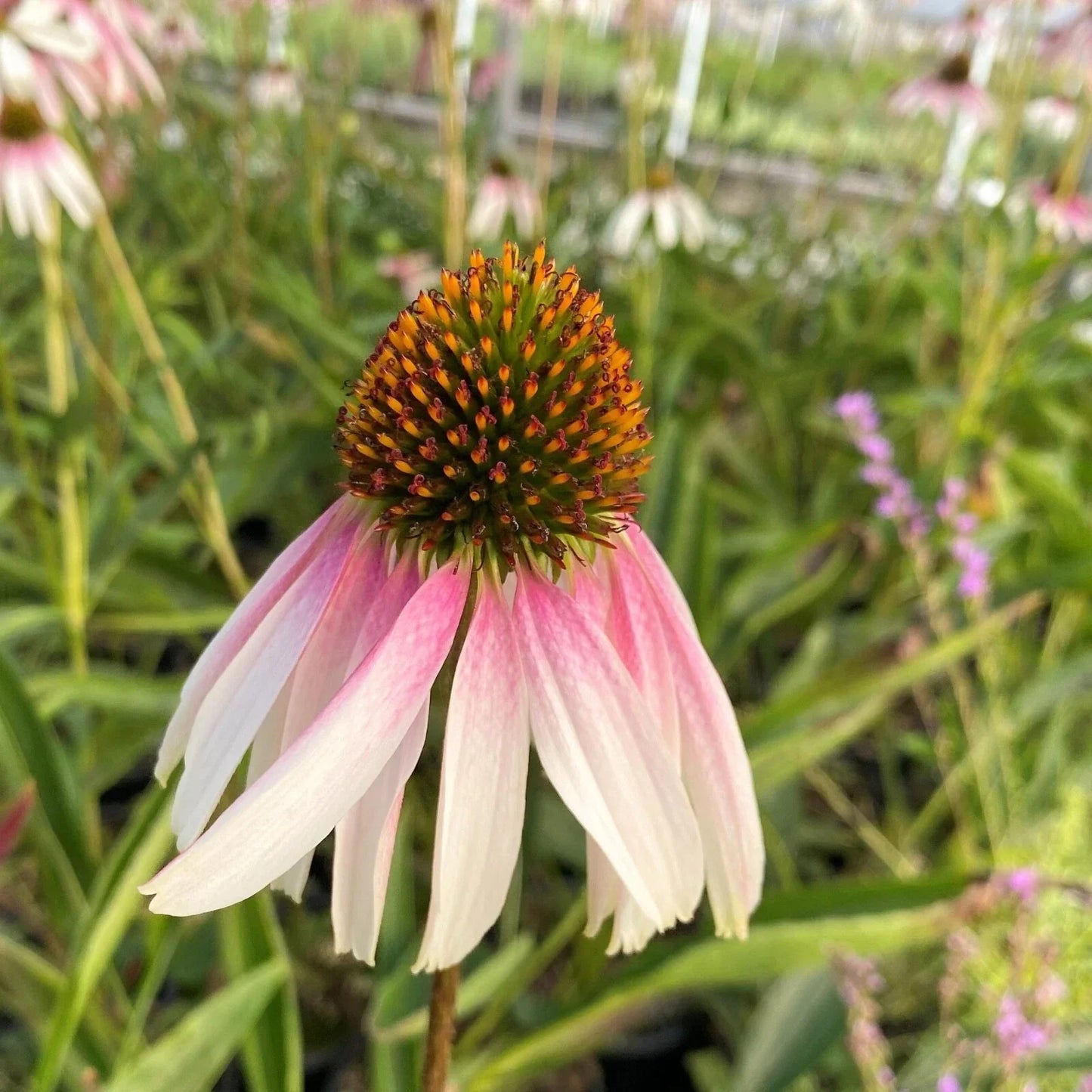 Echinacea Pretty Parasols Live Starter Plant - Bi-Color Coneflower, Drought-Tolerant Perennial, Pollinator Magnet