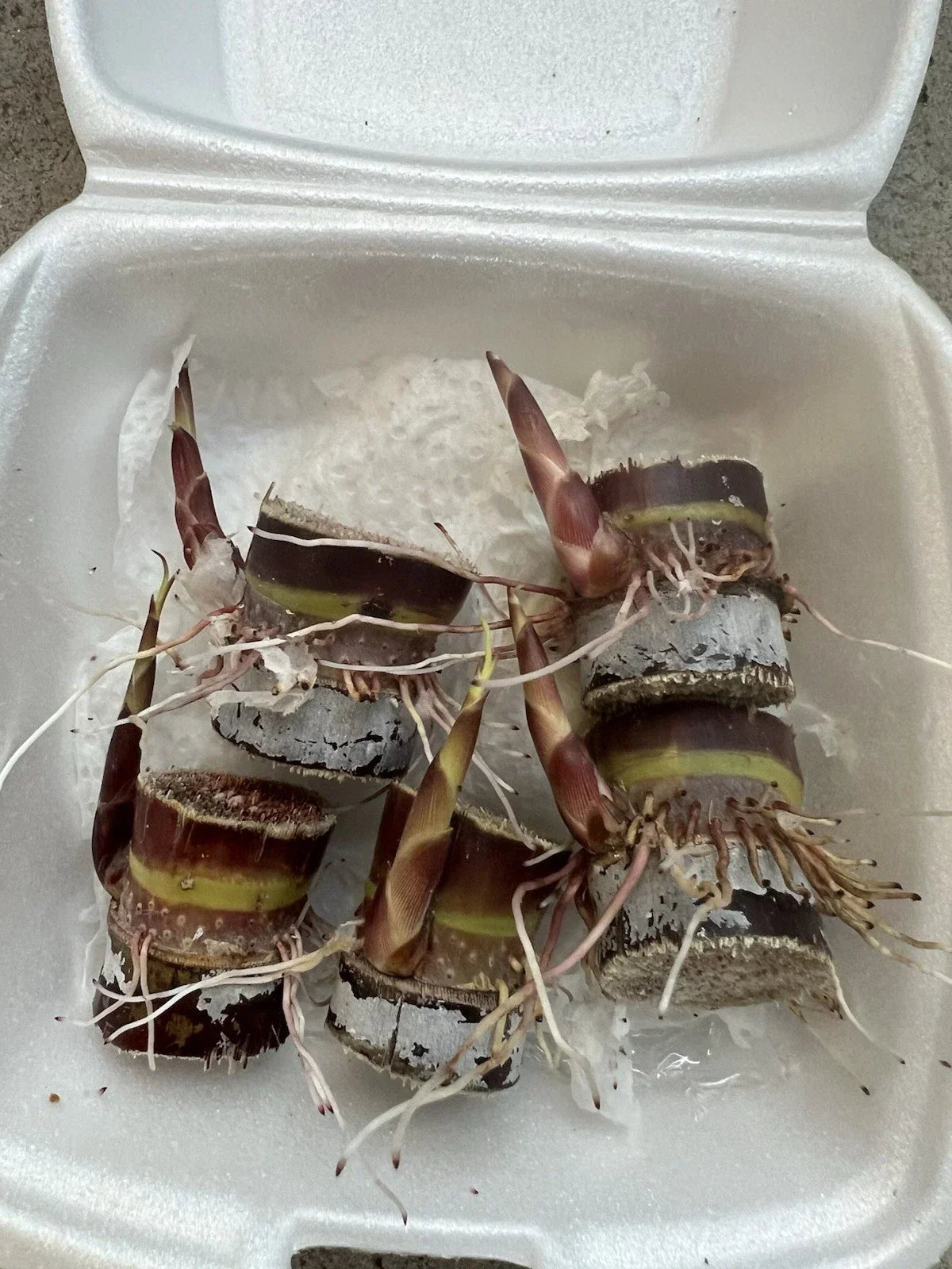 Rooted Dark Purple Sugarcane Cuttings – Live Organic Cane Starts for Juicing & Edible Gardens | Sweet & Juicy Variety