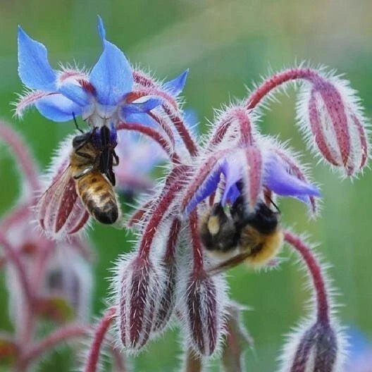 Borage Seeds - Heirloom Non-GMO Edible Flowers & Leaves - Borago officinalis - Full Sun, 100 Seeds