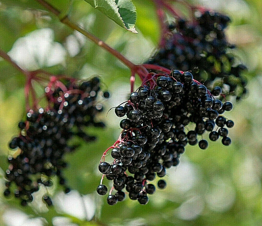 European Black Elderberry Seeds - 80 Count, Medicinal Sambucus nigra, Deciduous Shrub for Home Garden, Antioxidant Berries, USA Seller