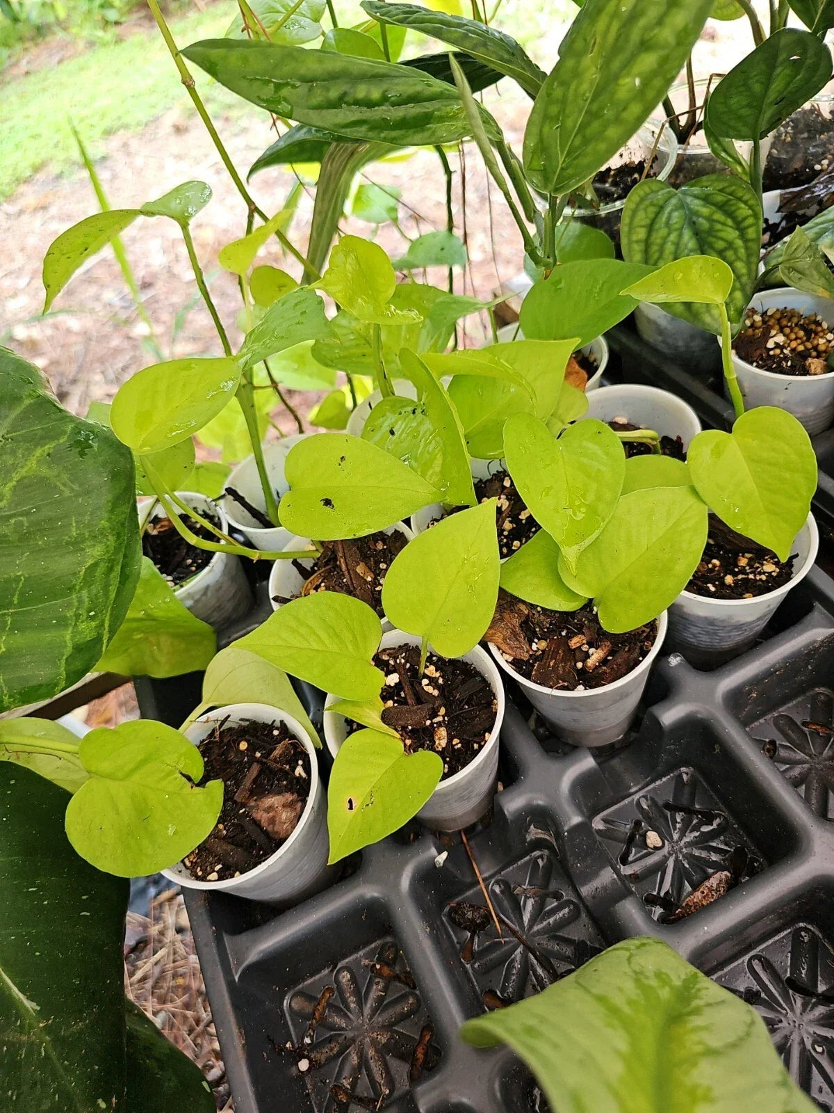 Rooted Neon Pothos Plant in 2.5" Pot | Epipremnum aureum | Vibrant Green Foliage Indoor Houseplant