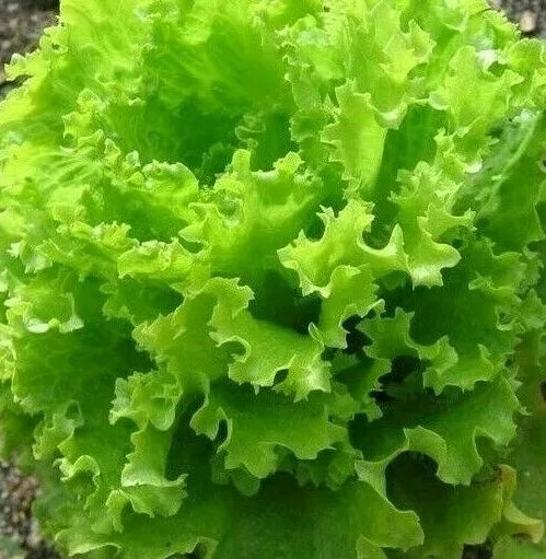 Salad Bowl Lettuce Seeds - Organic, Non-GMO, 1000+ Leafy Greens for Home Gardens, Pots & Raised Beds - Lactuca sativa