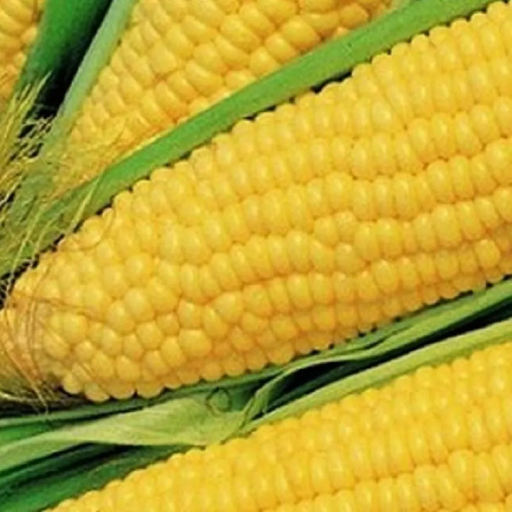 Truckers Favorite Corn Seeds - Non-GMO Heirloom Zea mays, Sweet Corn Seeds for Garden, High Yield, Full Sun, 100 Seeds