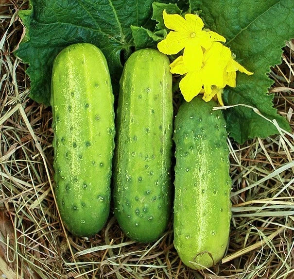 Wisconsin SMR58 Pickling Cucumber Seeds | Virus Resistant Heirloom Variety 2025