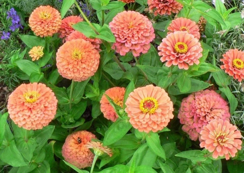 Zinnia Seeds - 100+ Flower Garden Mix - Annual Zinnia elegans - Vibrant Colors for Borders & Containers