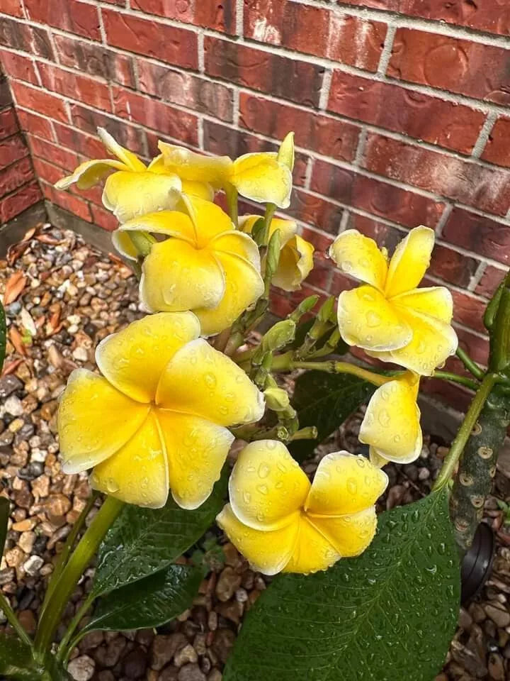 Bali Yellow Plumeria Seedling Plant in 2.5 Inch Pot, Tropical Flowering, Fragrant, Plumeria spp.