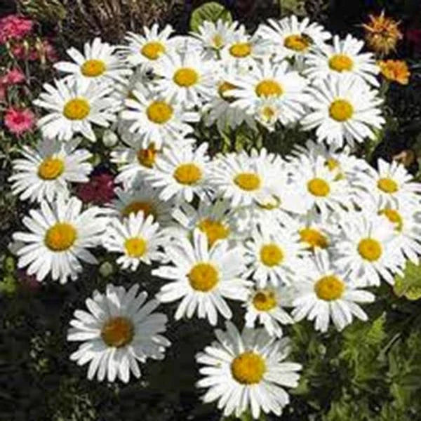Shasta Daisy Seeds Pack – Bright White & Yellow Flowers – Leucanthemum x superbum – Perennial Garden Flower Seeds