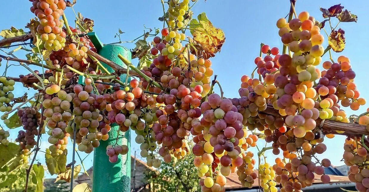 Strawberry Grapes Cuttings - 10 Rooting Vines - Vitis vinifera 'Strawberry' - Perennial Climbing Vine for Garden or Containers