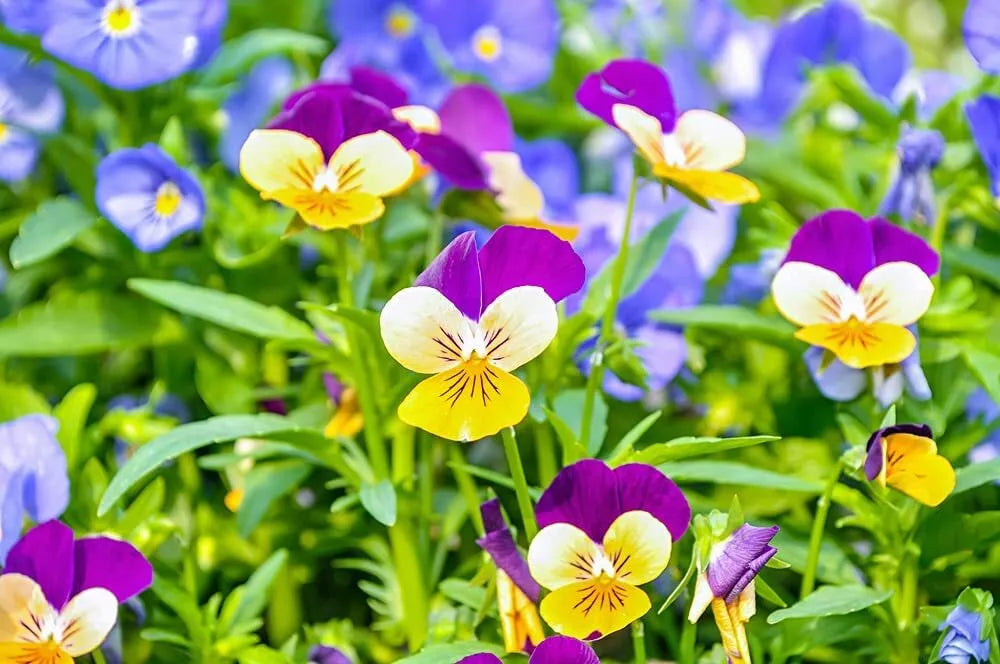 Johnny Jump Up Pansy Seeds 1,000 Count - Multicolor Perennial Garden Flowers Viola tricolor