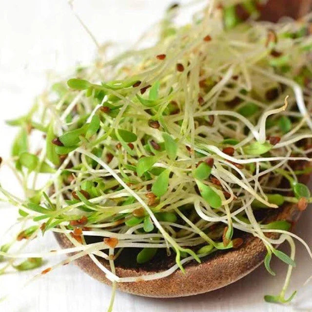 Bulk Alfalfa Seeds | Non-GMO Microgreens & Cover Crop | Medicago sativa 2025