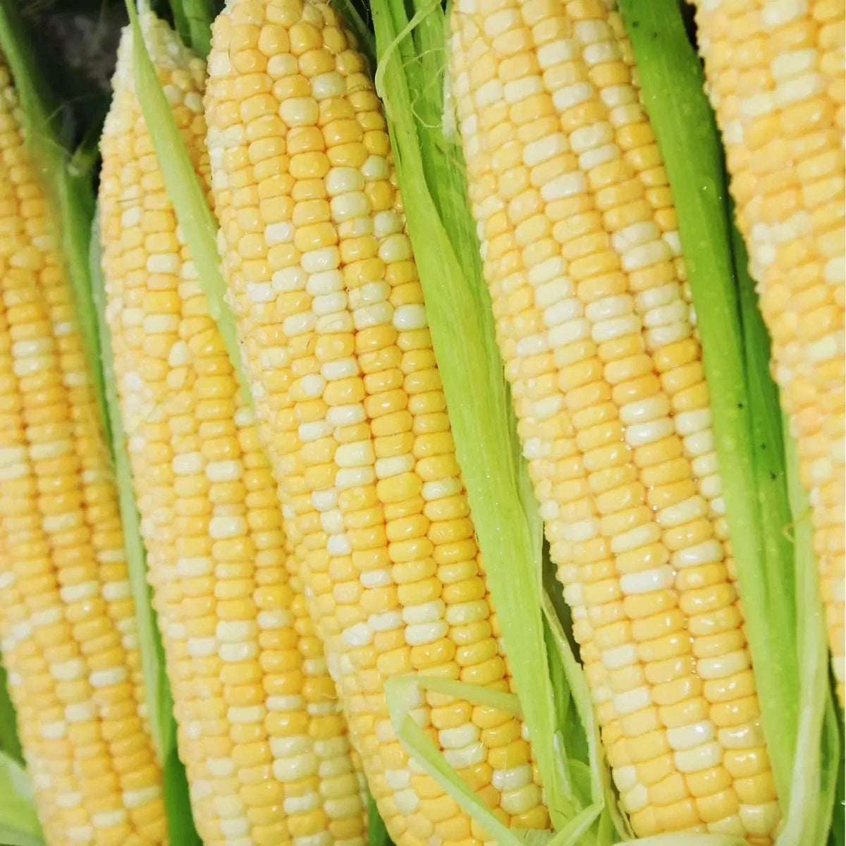 Bi-Color Sweet Corn Seeds 200 pcs - Peaches and Cream Heirloom Non-GMO Zea mays