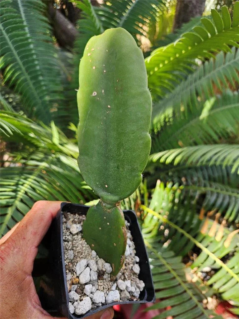 Dendrocereus Nudiflorus Rooted Cutting - Unique Naked Flower Cactus for Indoor & Outdoor Gardens