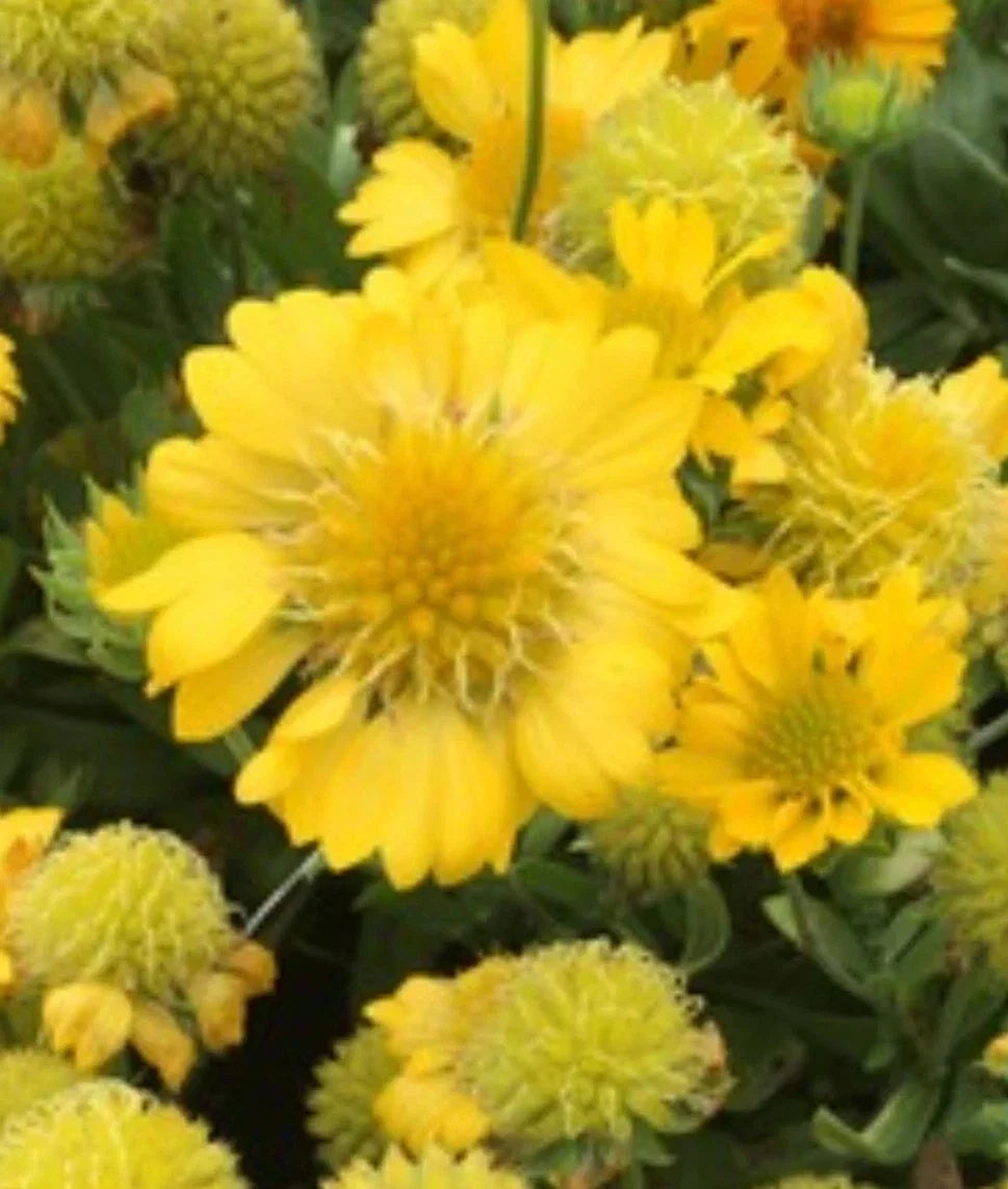 Yellow Indian Blanket Seeds – Gaillardia Aristata – Blanket Flower Seeds for Garden Beds & Borders