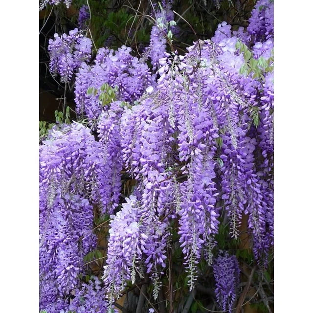 Wisteria Live Plants - 2 Rooted Purple Flowering Vines - Wisteria sinensis for Gardens, Trellises & Fences