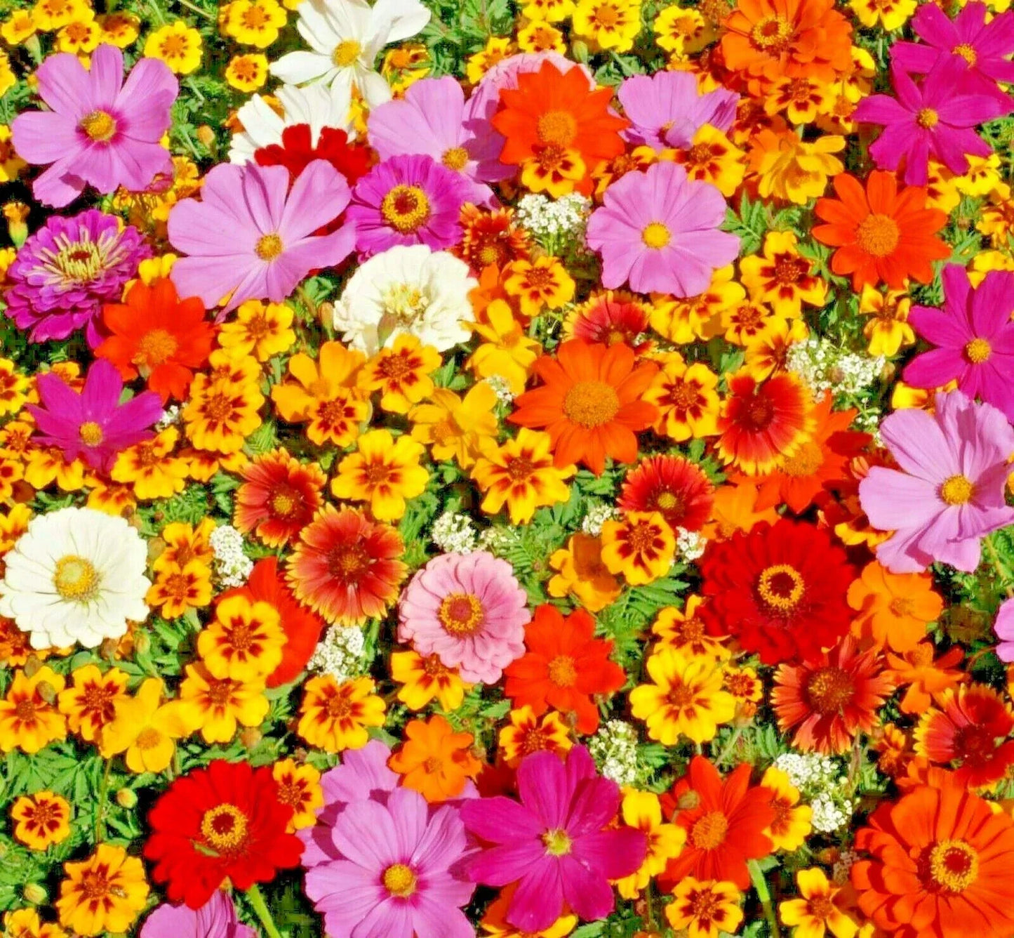 Native Wildflower Mix Seeds - 2001+ Tall Variety with 19 Flowering Annuals for Cut Flowers