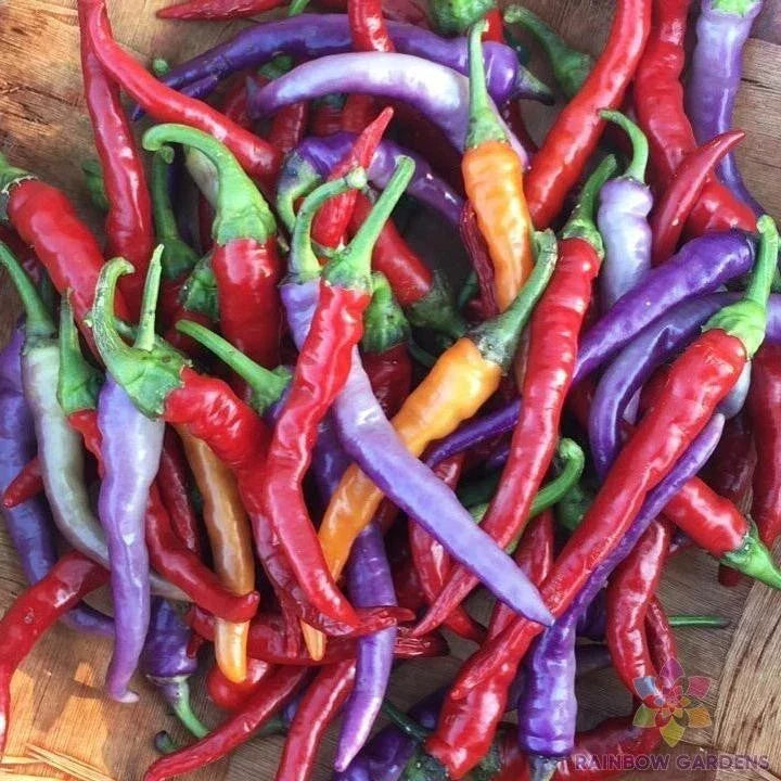 Buena Mulata Sweet Pepper Seeds - 25+ Pack - Capsicum annuum - USA Grown