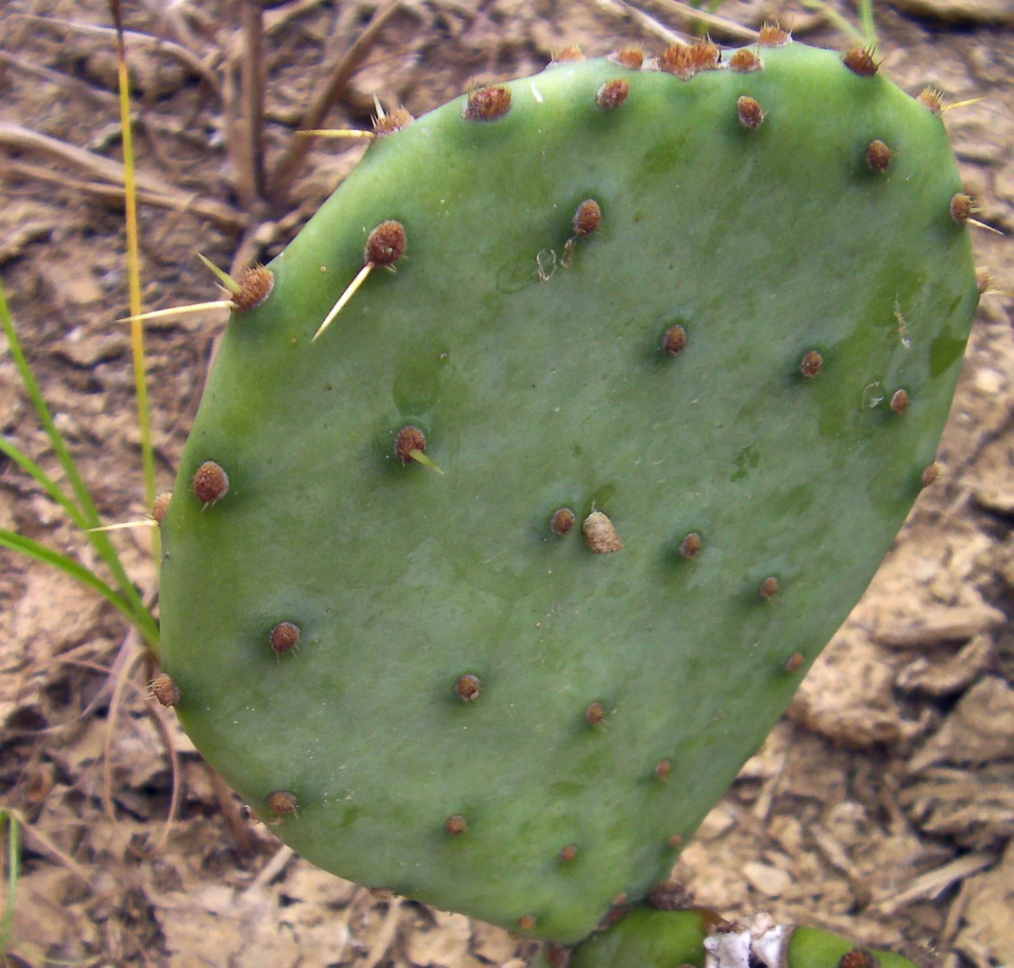 Opuntia violacea Purple Santa Rita Prickly Pear Cactus Cuttings - 2 Pads, Drought-Tolerant Succulent Plant