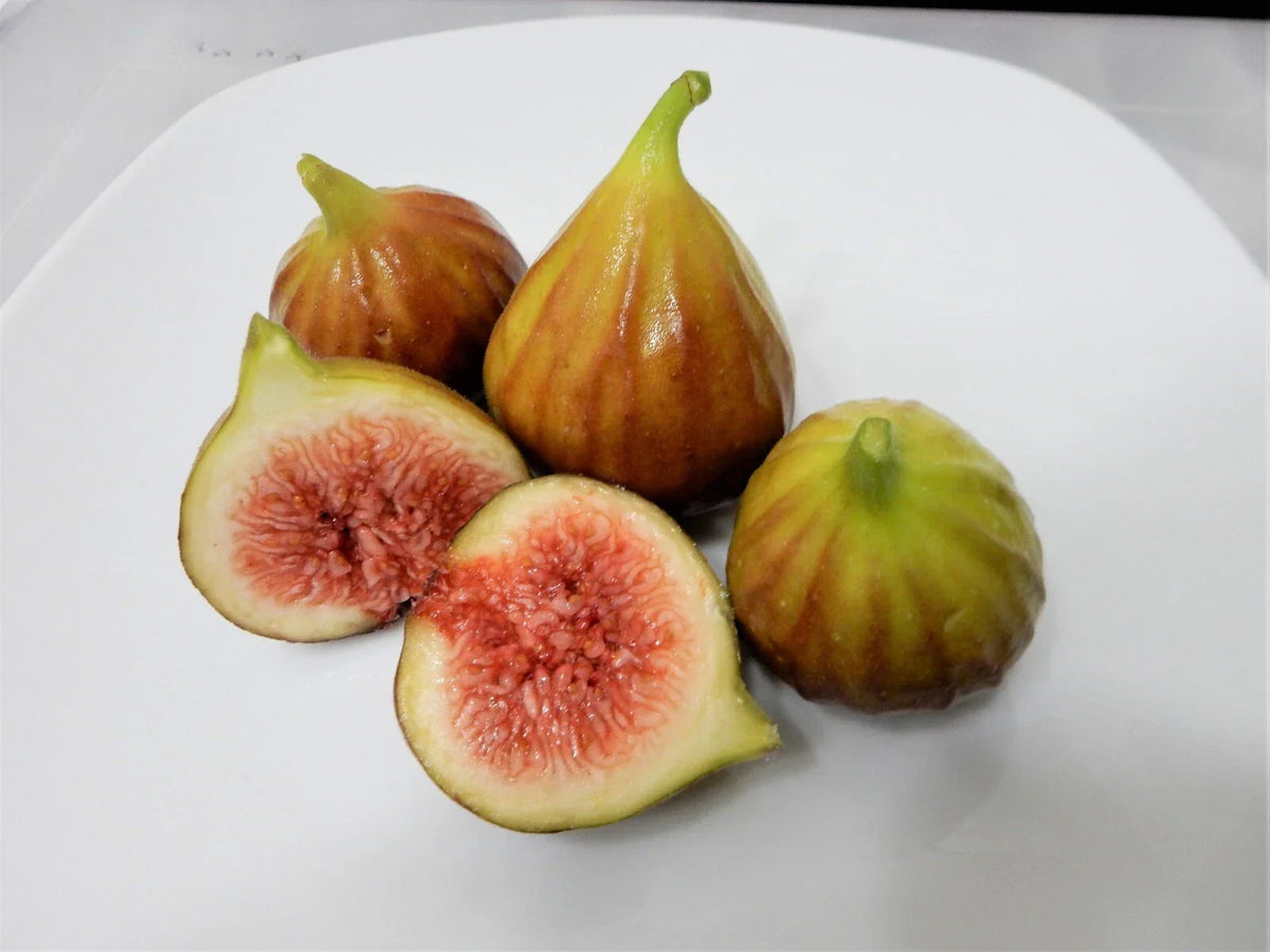 Chicago Hardy Fig Tree Cuttings - 10 Unrooted 6-8" Ficus carica 'Chicago Hardy' Cold Hardy Variety