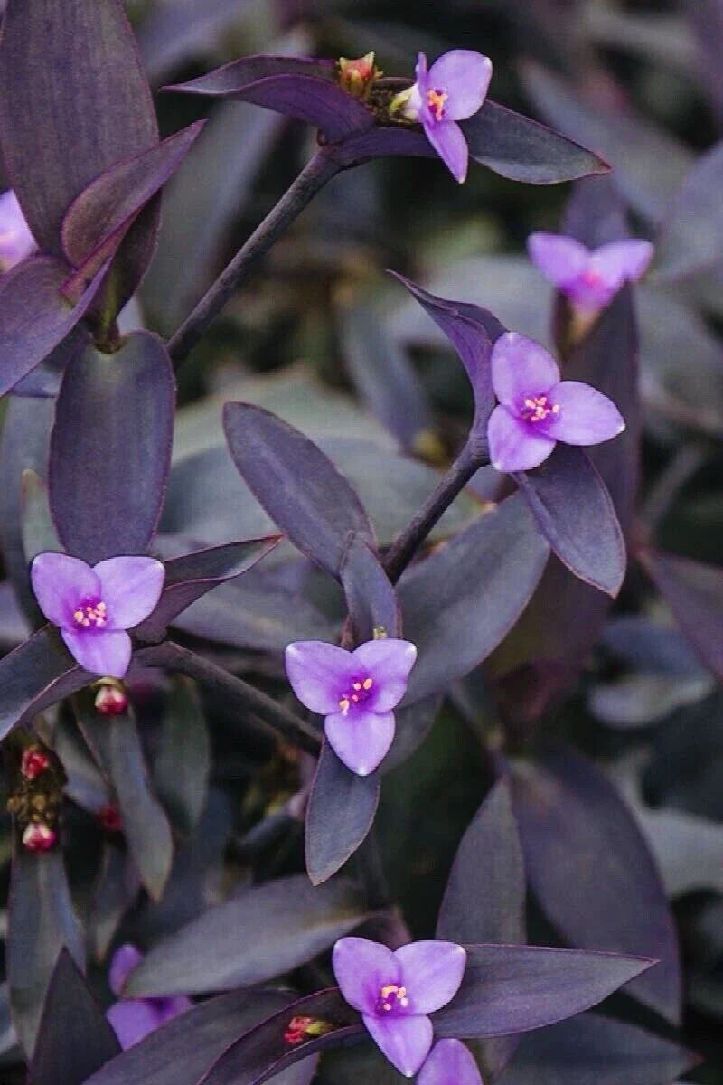 Tradescantia pallida 'Purple Heart' Cuttings – Organic Wandering Jew Plant for Propagation & Indoor Garden