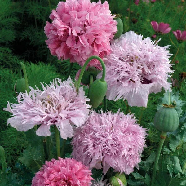 Pink Pompon Mix Poppy Seeds - 200+ Count - Papaver somniferum - USA