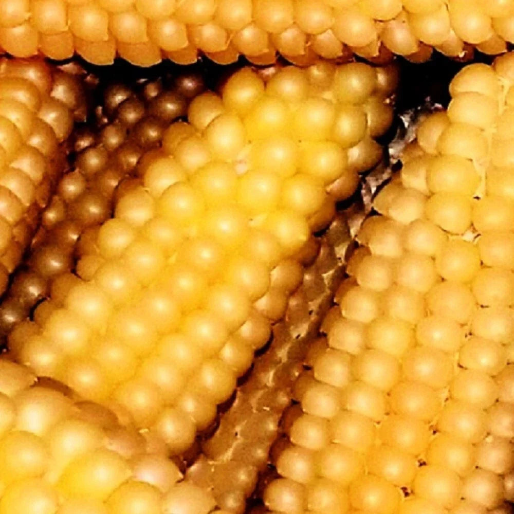 Popcorn Seeds - Heirloom Hulless Variety - Japanese Corn Seeds - Zea mays everta