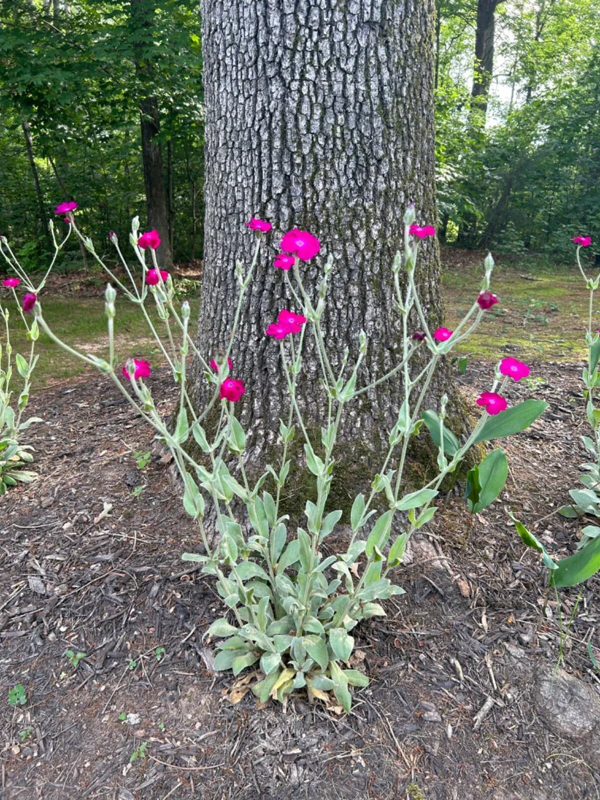 Rose Campion Plants - Live Established Perennials 5 Pack - Lychnis coronaria Organic