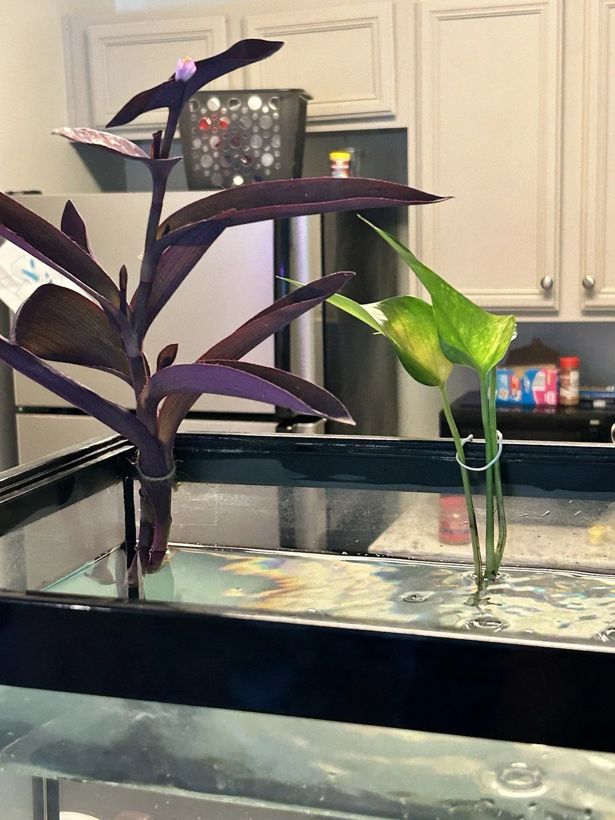 Pothos Cutting - Rooted Green Leaf Stem - Epipremnum aureum - Indoor Plant for Propagation, Low Maintenance, Air Purifying