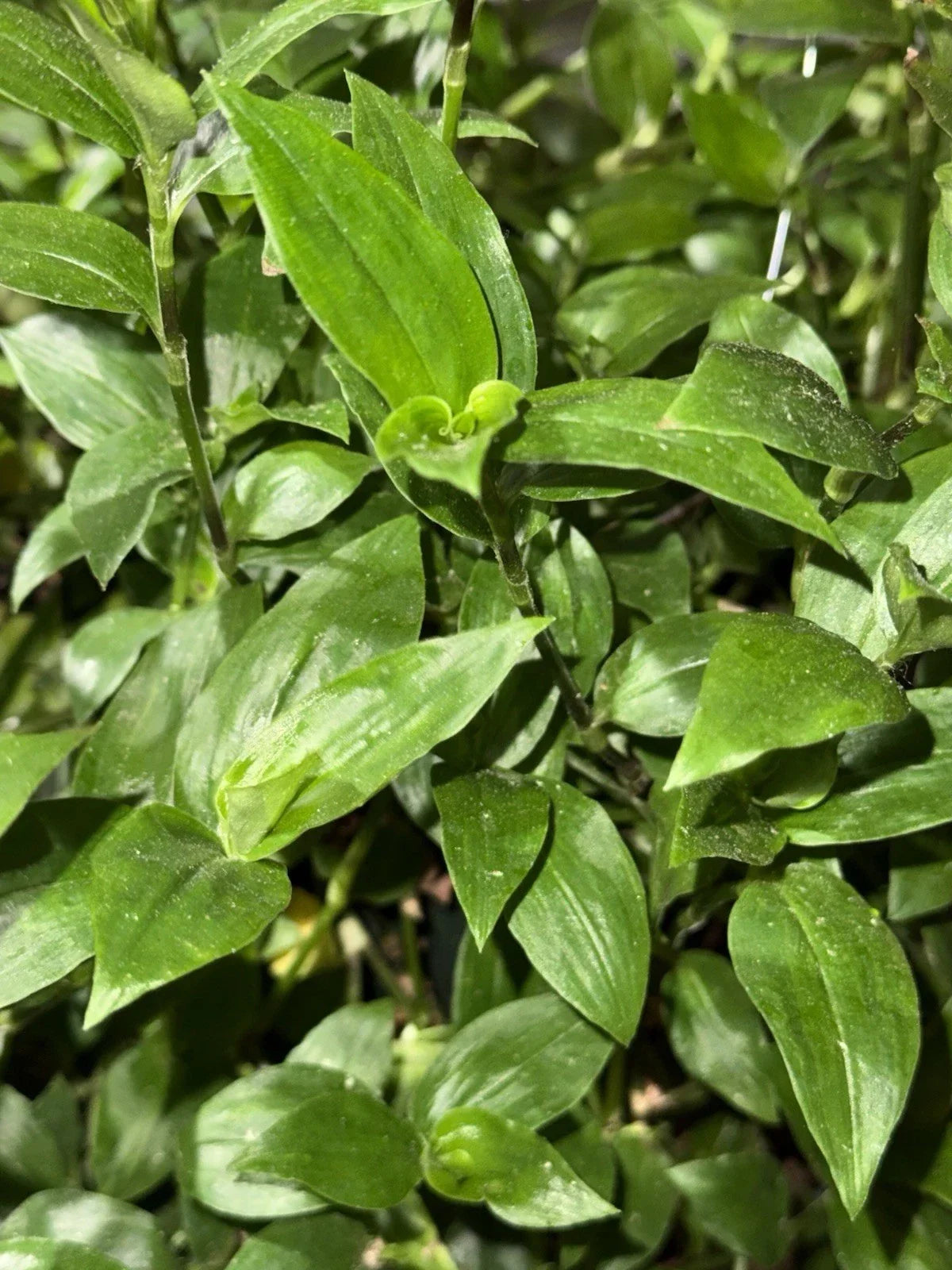 Rooted Green Wandering Jew Plant - Tradescantia Fluminensis - Indoor Houseplant, Easy Care, Trailing Foliage, 4-Inch Pot