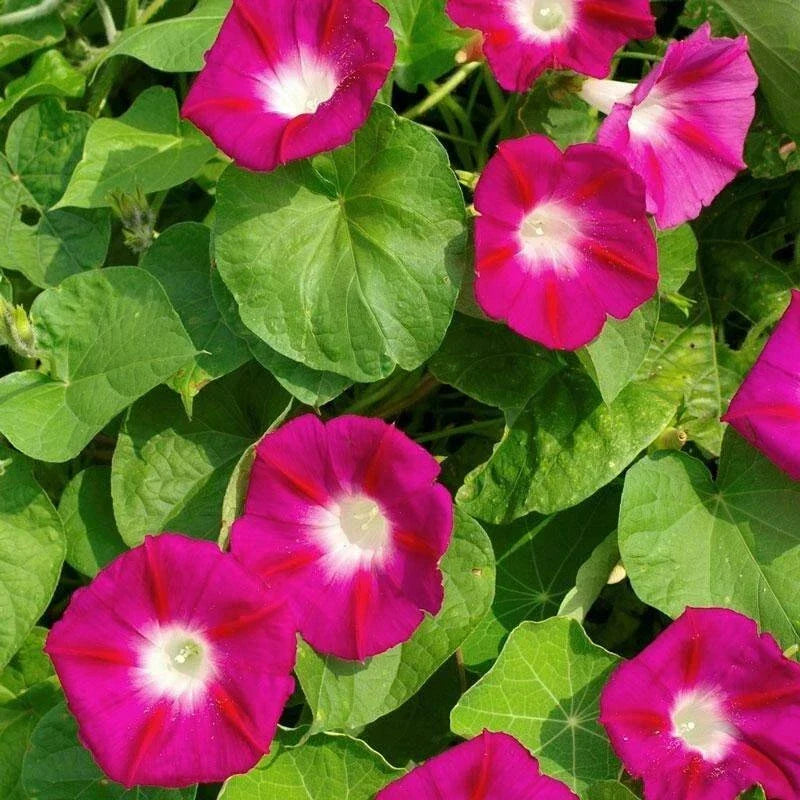 Scarlet O'Hara Morning Glory Seeds, Climbing Vine, Deep Red Flowers, Ipomoea purpurea, Garden Planting Supplies