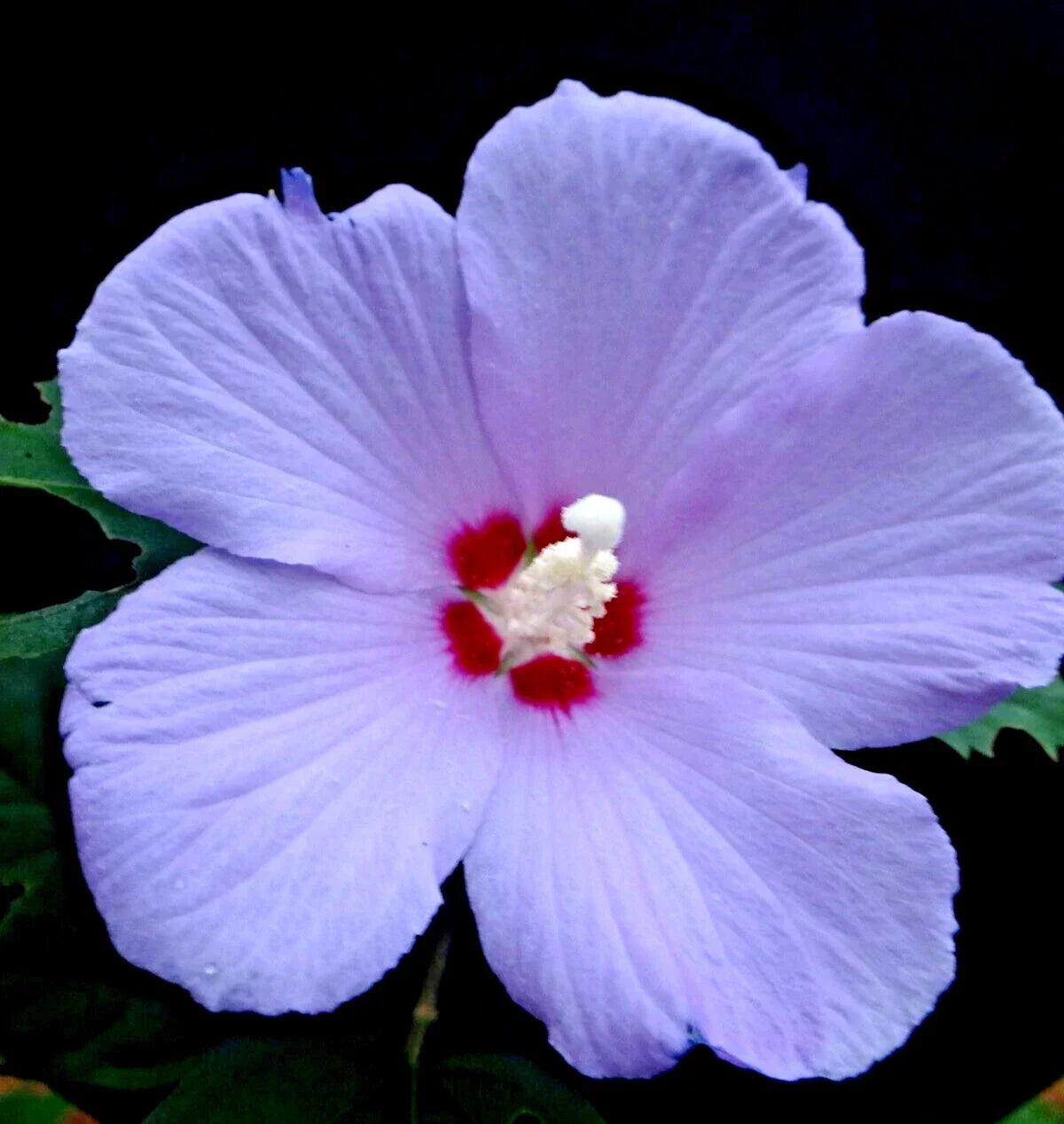 Live Plant Starter Bush Tree - Purple Rose of Sharon Hibiscus Althea, 6" to 1' Tall, Pollinator-Attracting, Hardy Shrub
