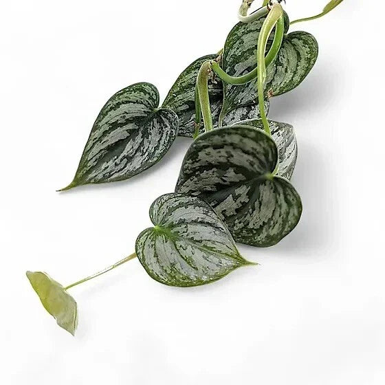 Philodendron Cuttings 5 Unrooted Green Stem Silver Philodendron Philodendron brandtianum