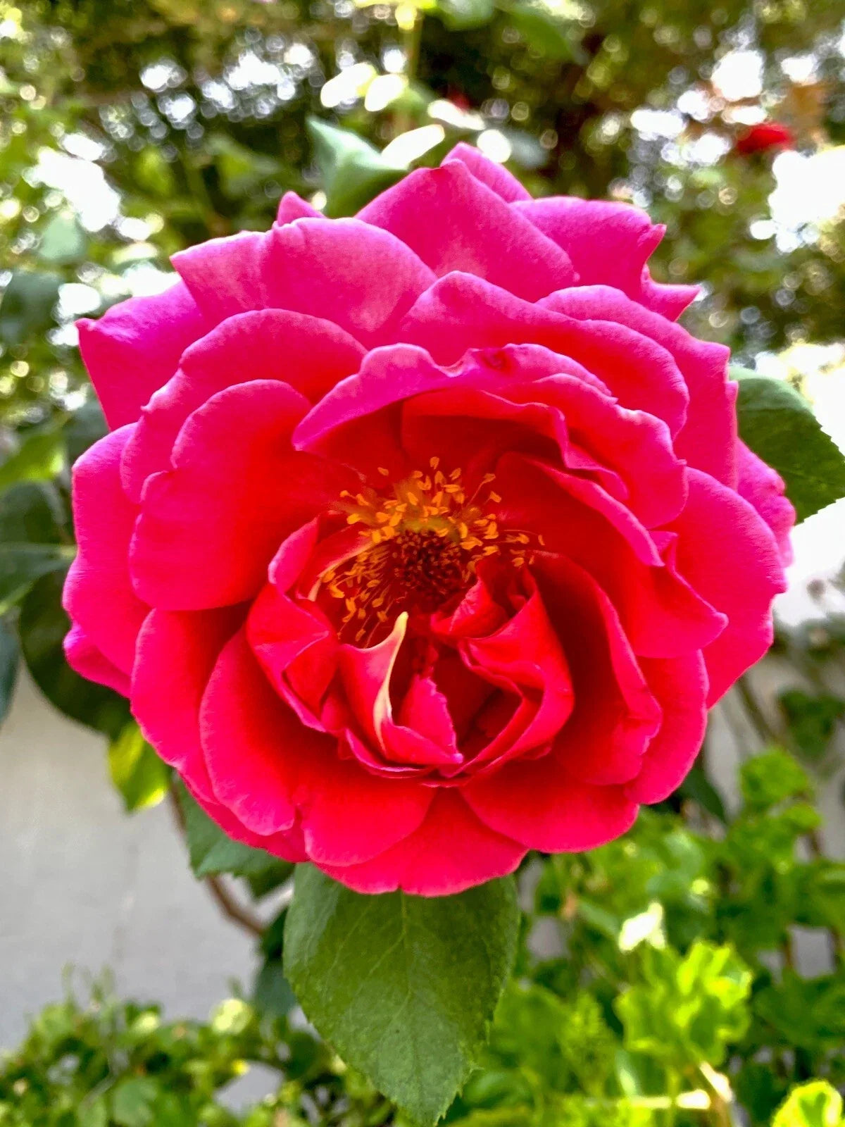 Pink Fragrant Rose Cuttings, 6 Inch, Rosa spp., Garden Propagation, No Roots, Fragrant Pink Roses for Garden or Bouquet