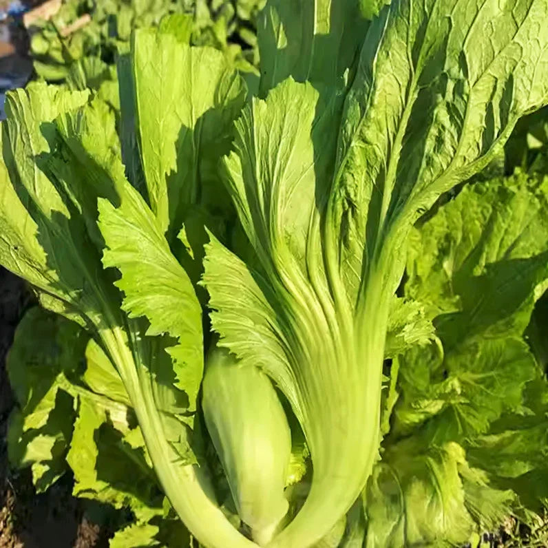 Da Ping Pu Mustard Green Seeds - Brassica juncea Small Head Swatow Heart Bao for 2025 Planting