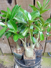 Adenium Desert Rose Plants - Fully Rooted Potted (4 Inch) - Mixed Colors - Adenium obesum