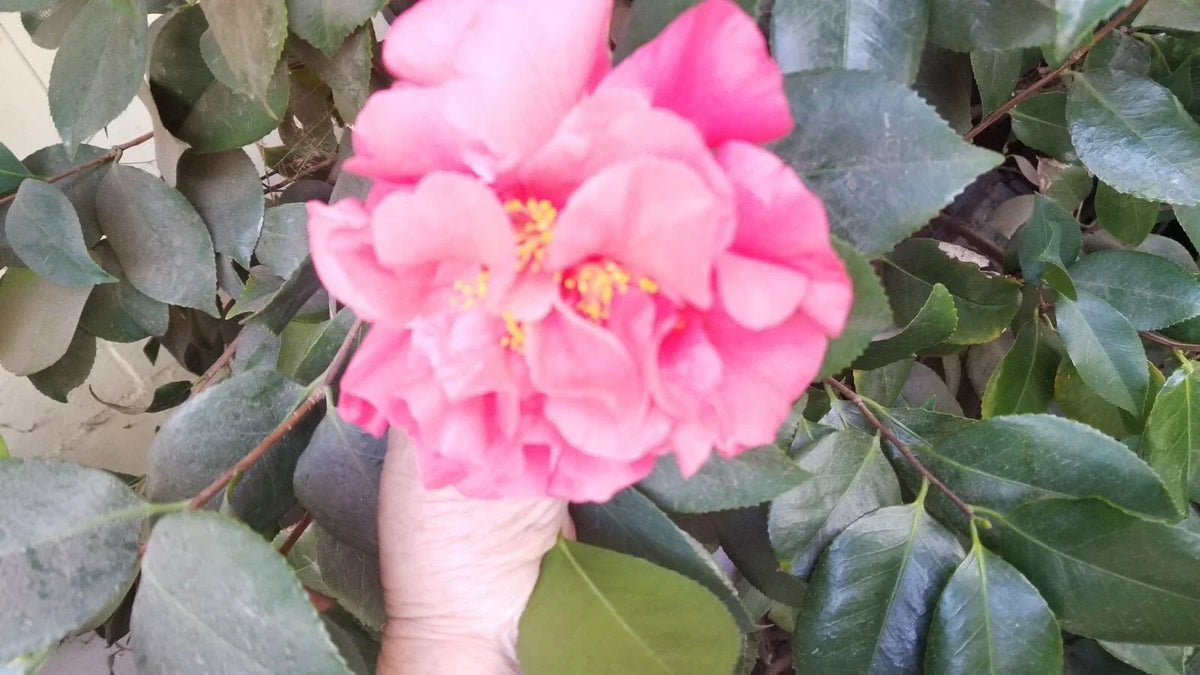 Large Light Red Camellia Blooms Cuttings - Prolific Flowering - Camellia japonica - 8 Stem Clippings