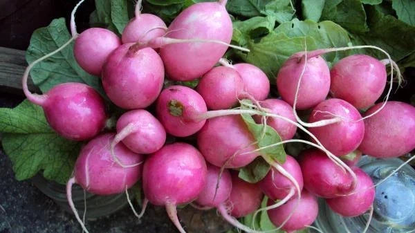 Radish Seeds - Pink Beauty, Raphanus sativus, 1200+ Fresh Non-GMO Seeds for Salad, Garden, All Skill Levels