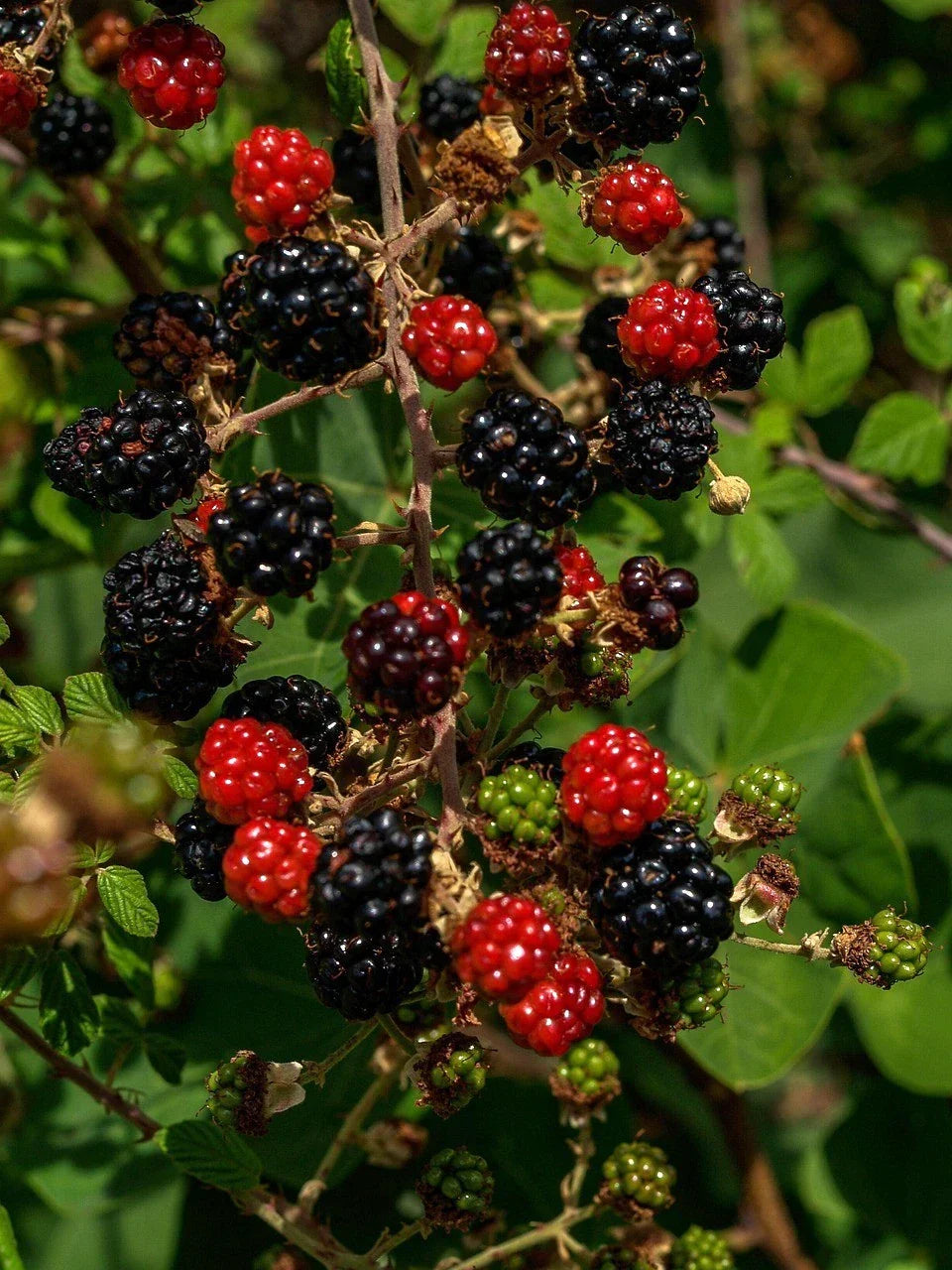 Organic Thornless Blackberry Cuttings - 6" Unrooted Rubus fruticosus, Thornless, Sweet Berries, Garden, Container Planting