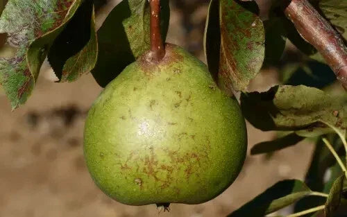 Old Home Pear Seeds - 25+ Count - Pyrus communis - USA Grown