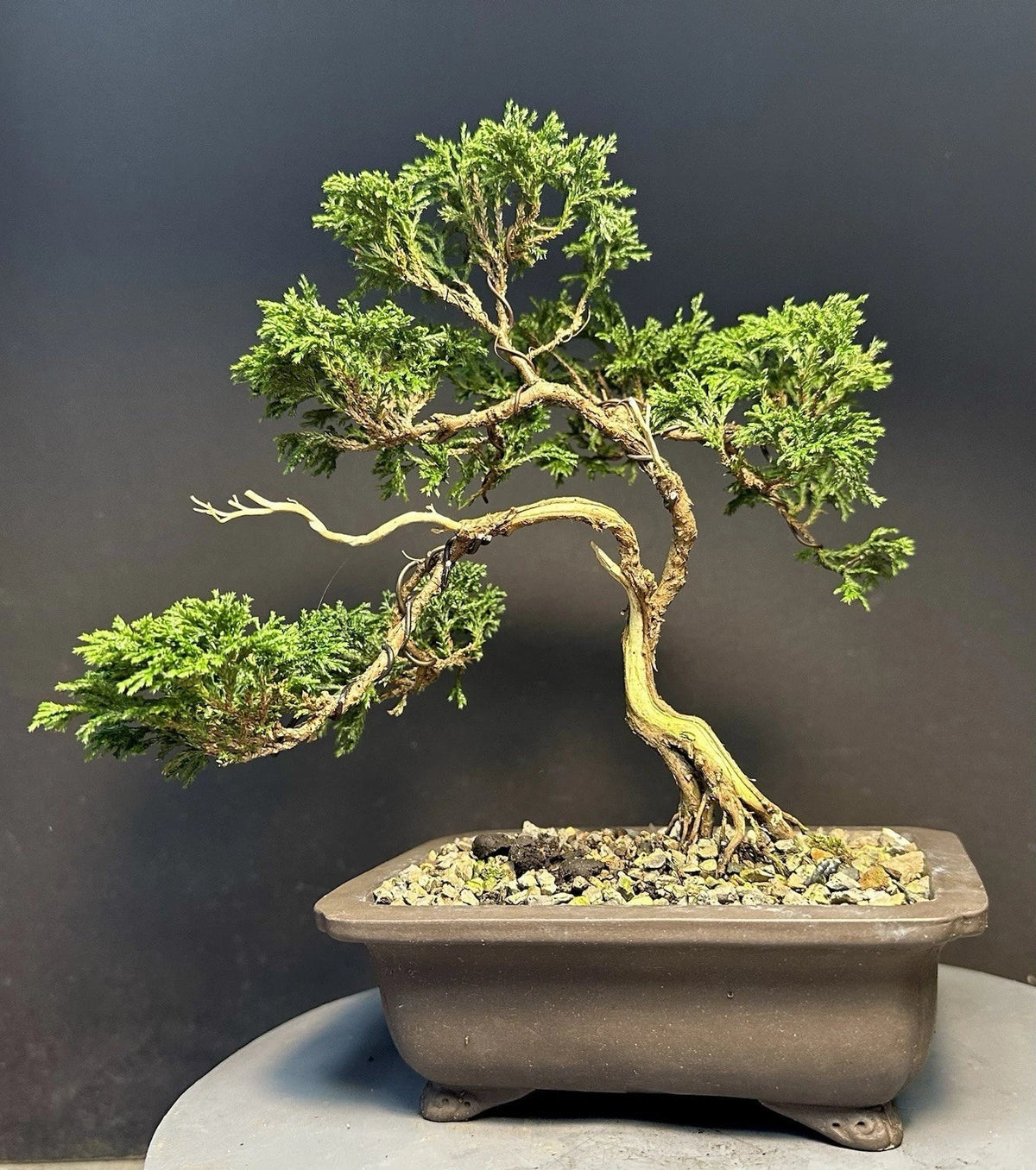 Mame Bonsai Tree 9 Inches Tsukumo Cypress Chamaecyparis Pisifera in Chinese Pot